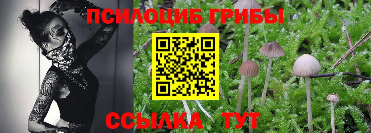 Галлюциногенные грибы MAGIC MUSHROOMS  Грязи  Псилоцибиновые грибы Magic Shrooms 